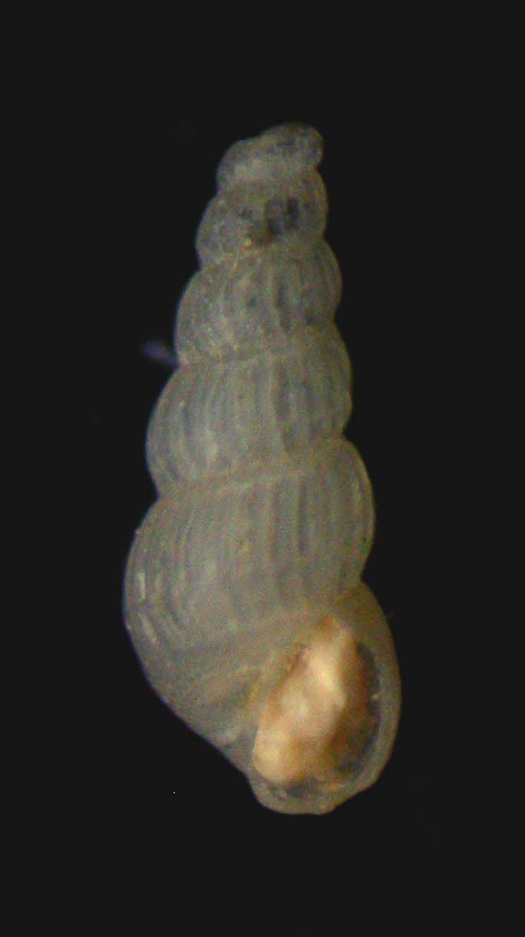 chrysallida emaciata
